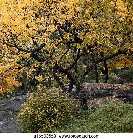 Stock Image - Autumn in Central Park in Manhattan, New York City, U. S. A.. Fotosearch