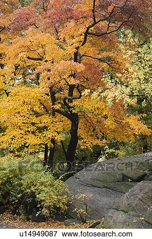 Stock Photo - Autumn in Central Park in Manhattan, New York City, U. S. A.. Fotosearch