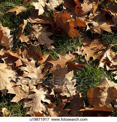 Autumn leaves in Boston, Massachusetts, USA View Large Photo Image Stock Photo - Autumn leaves in Boston, Massachusetts, USA. Fotosearch