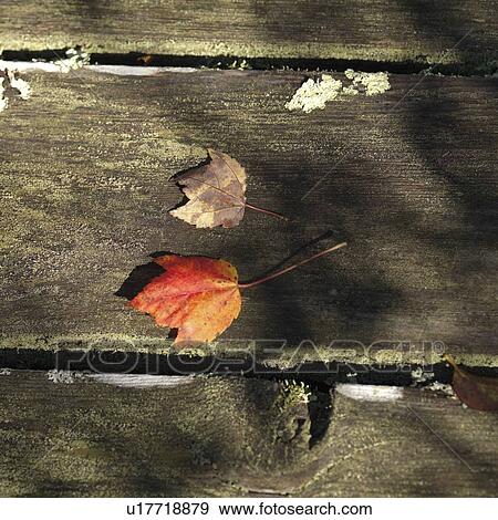 Stock Photo - Autumn leaves in The Hamptons. Fotosearch