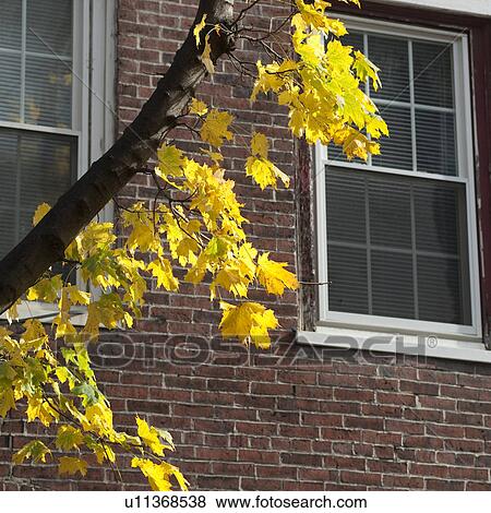 Stock Photo - Autumn leaves on a tree in Boston, Massachusetts, USA. Fotosearch