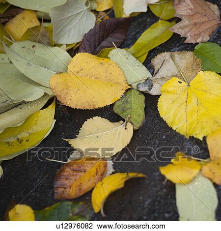 Stock Image - Autumn leaves on the pavement in Central Park Manhattan, New York City, U. S. A.. Fotosearch