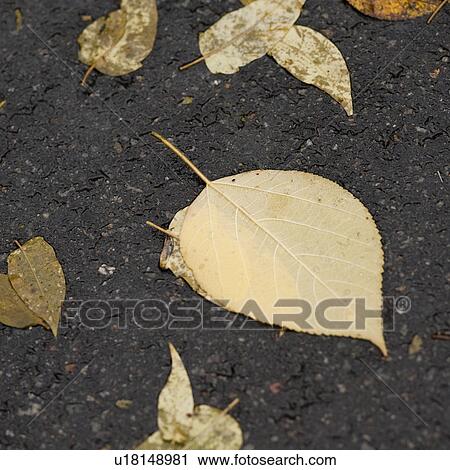 Stock Image - Autumn leaves on the pavement in Central Park Manhattan, New York City, U. S. A.. Fotosearch