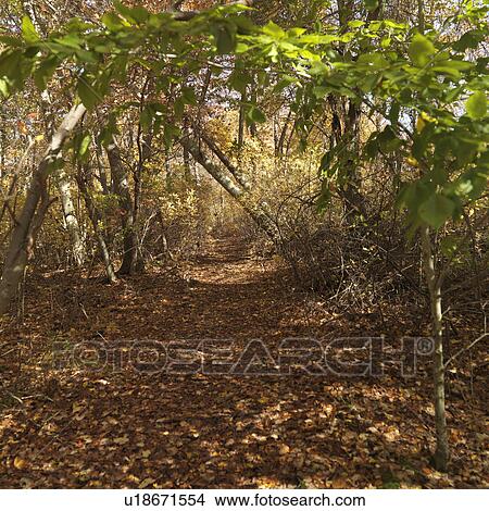 Picture - Autumn trees in The Hamptons. Fotosearch