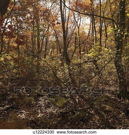 Autumn trees in The Hamptons View Large Photo Image Stock Image - Autumn trees in The Hamptons. Fotosearch