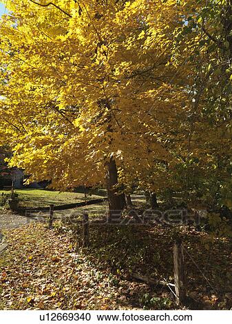 Autumn trees in The Hamptons View Large Photo Image Stock Image - Autumn trees in The Hamptons. Fotosearch