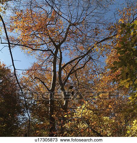 Autumn trees in The Hamptons View Large Photo Image Stock Image - Autumn trees in The Hamptons. Fotosearch