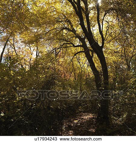 Autumn trees in The Hamptons View Large Photo Image Stock Image - Autumn trees in The Hamptons. Fotosearch