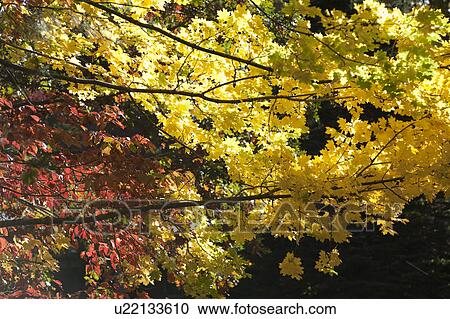 Stock Image - Autumn trees in The Hamptons. Fotosearch