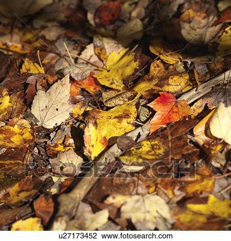 Stock Image - Autumn trees in The Hamptons. Fotosearch