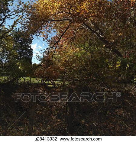 Stock Image - Autumn trees in The Hamptons. Fotosearch