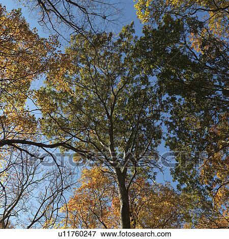 Stock Photo - Autumn trees in The Hamptons. Fotosearch