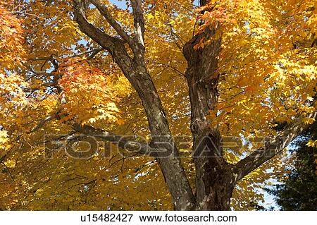 Autumn trees in The Hamptons View Large Photo Image Stock Photo - Autumn trees in The Hamptons. Fotosearch