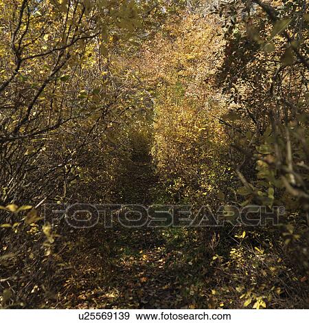 Autumn trees in The Hamptons View Large Photo Image Stock Photo - Autumn trees in The Hamptons. Fotosearch