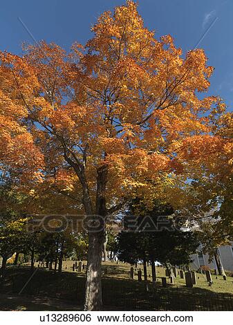 Autumn trees in The Hamptons View Large Photo Image Stock Photograph - Autumn trees in The Hamptons. Fotosearch