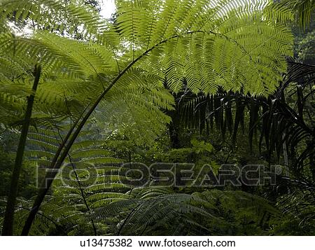 Bali Landscape View Large Photo Image Stock Image - Bali Landscape. Fotosearch