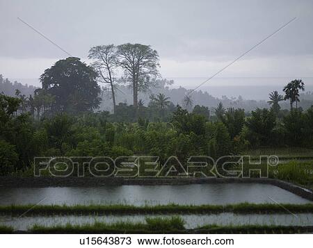 Stock Image - Bali landscape. Fotosearch