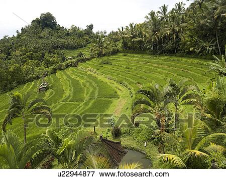 Stock Photo - Bali landscape. Fotosearch