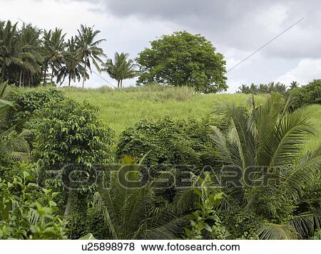 Bali landscape View Large Photo Image Stock Photo - Bali landscape. Fotosearch