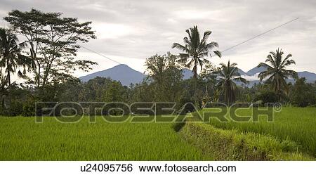 Stock Photograph - Bali landscape. Fotosearch