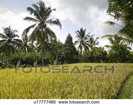 Stock Photography - Bali landscape. Fotosearch