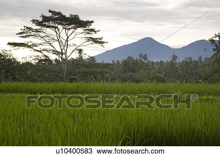 Stock Image - Bali lanscape. Fotosearch