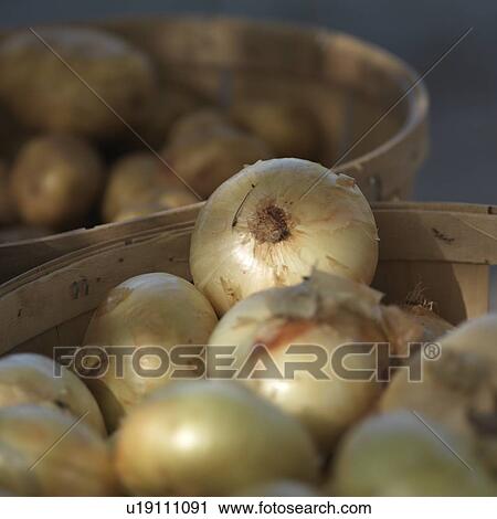 Basket of onions View Large Photo Image Stock Image - Basket of onions. Fotosearch