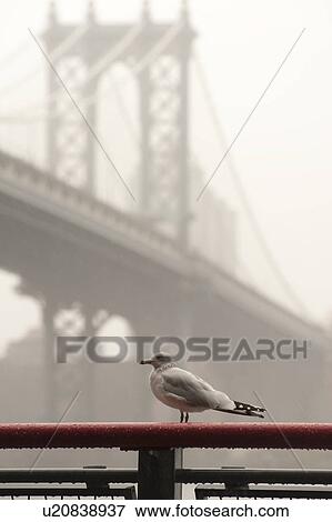 Stock Photo - Bird in forground with Manhattan Bridge over East River in Manhattan, New York City, U. S. A.. Fotosearch