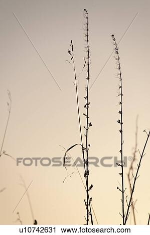 Birds on tree branches in Gimli, Manitoba, Canada View Large Photo Image Stock Image - Birds on tree branches in Gimli, Manitoba, Canada. Fotosearch