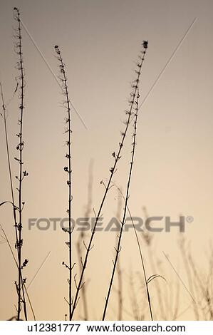 Birds on tree branches in Gimli, Manitoba, Canada View Large Photo Image Stock Photo - Birds on tree branches in Gimli, Manitoba, Canada. Fotosearch