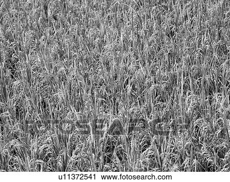 Stock Image - Black and White image of foliage in Bali. Fotosearch