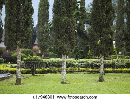 Botanic garden in Bali View Large Photo Image Stock Image - Botanic garden in Bali. Fotosearch