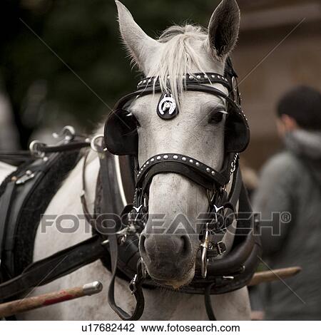 Stock Image - Carriage Horse outside Central Park in Manhattan, New York City, U. S. A.. Fotosearch