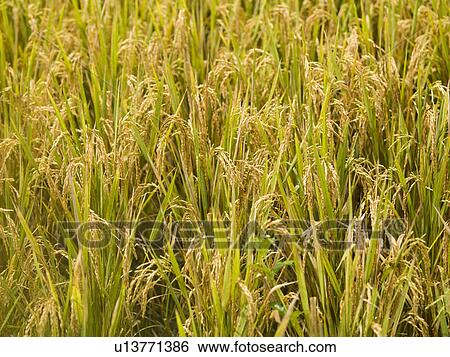 Close up of a field of crops in Bali View Large Photo Image Stock Photograph - Close up of a field of crops in Bali. Fotosearch