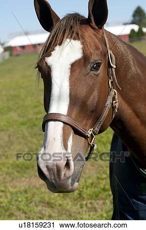 Stock Image - Close-up of a horse in the Hamptons. Fotosearch