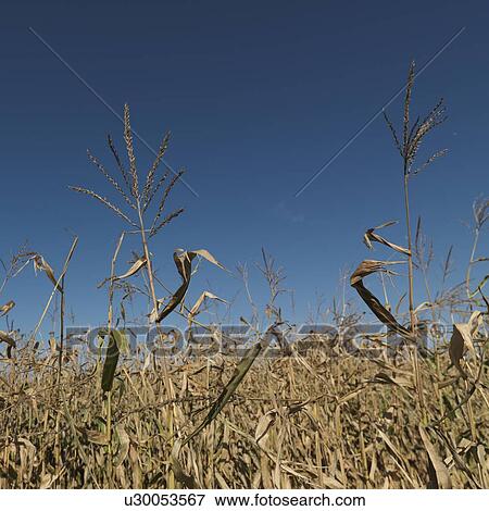 Stock Photo - Close up of corn field in the Hamptons. Fotosearch