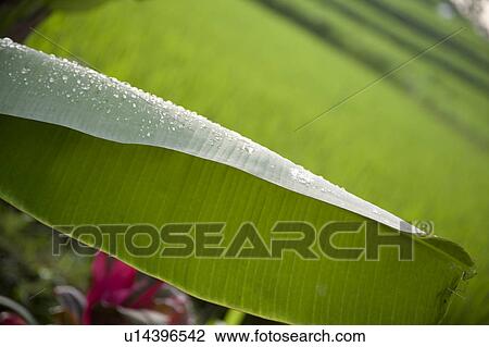 Close up of dew on a leaf in Bali View Large Photo Image Stock Image - Close up of dew on a leaf in Bali. Fotosearch