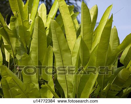 Close up of foliage in Bali View Large Photo Image Picture - Close up of foliage in Bali. Fotosearch