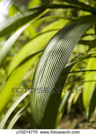 Stock Image - Close up of foliage in Bali. Fotosearch