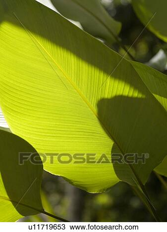 Close up of foliage in Bali View Large Photo Image Stock Image - Close up of foliage in Bali. Fotosearch