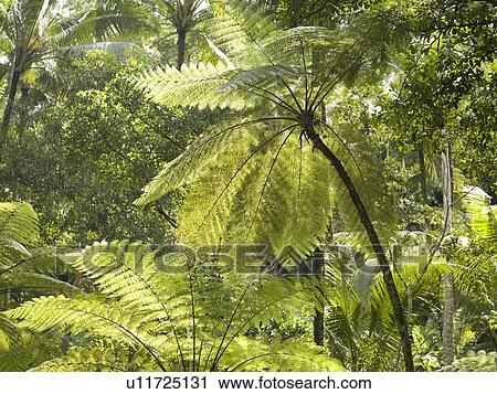 Stock Image - Close up of foliage in Bali. Fotosearch