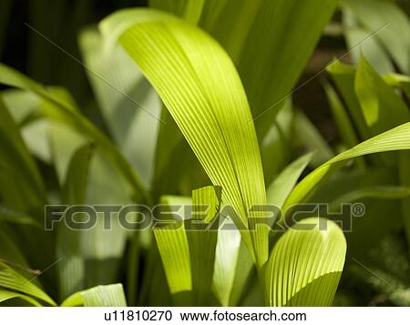 Close up of foliage in Bali View Large Photo Image Stock Image - Close up of foliage in Bali. Fotosearch