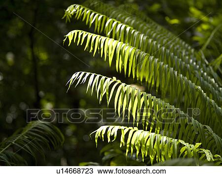 Stock Image - Close up of foliage in Bali. Fotosearch