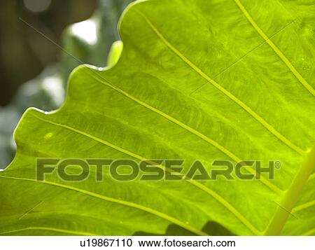 Close up of foliage in Bali View Large Photo Image Stock Image - Close up of foliage in Bali. Fotosearch