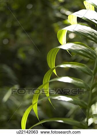 Close up of foliage in Bali View Large Photo Image Stock Image - Close up of foliage in Bali. Fotosearch