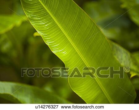 Close up of foliage in Bali View Large Photo Image Stock Photo - Close up of foliage in Bali. Fotosearch