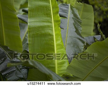 Close up of foliage  View Large Photo Image Stock Image - Close up of foliage . Fotosearch