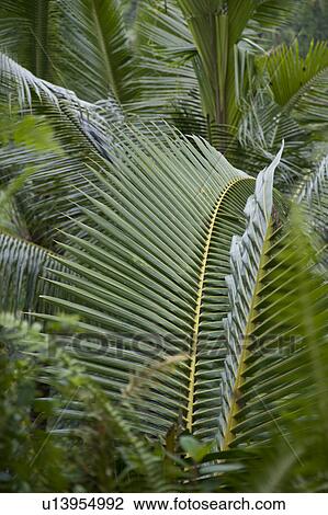 Close up of leaf foliage in Bali View Large Photo Image Stock Image - Close up of leaf foliage in Bali. Fotosearch