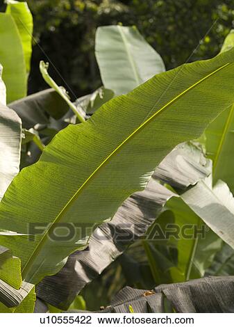 Stock Image - Close up of vegetation in Bali. Fotosearch