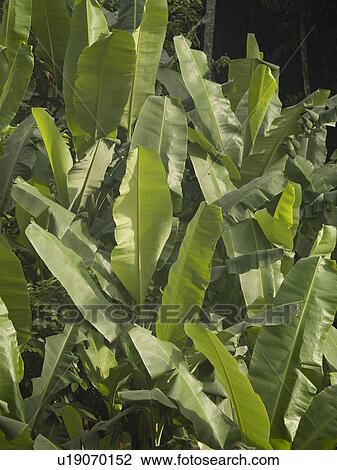Close up of vegetation in Bali View Large Photo Image Stock Image - Close up of vegetation in Bali. Fotosearch